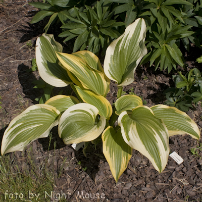 Hosta Aureomarginata montana