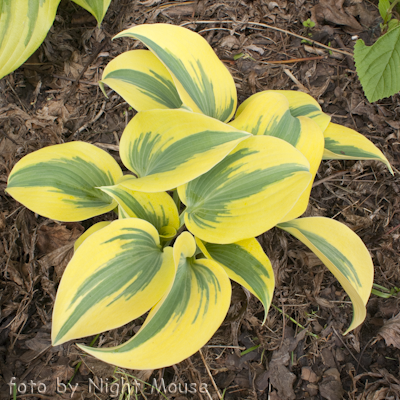 Hosta Autumn Frost