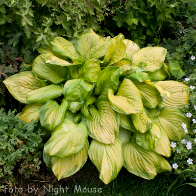 Hosta Avocado