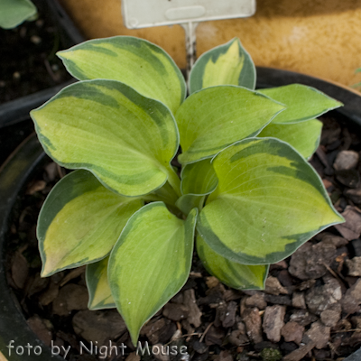 Hosta Baby Doll