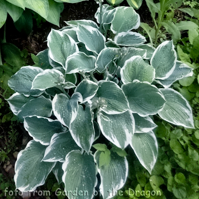 Hosta Barbara Ann