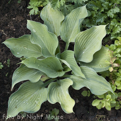 Hosta Beckoning