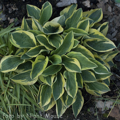 Hosta Bedazzled