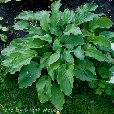 Hosta Birchwood Ruffled Queen