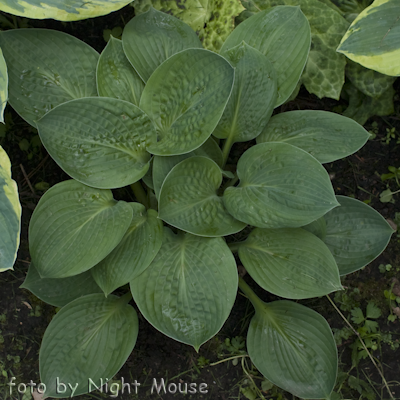 Hosta Black Hills