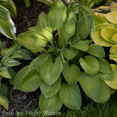 Hosta Black Jack