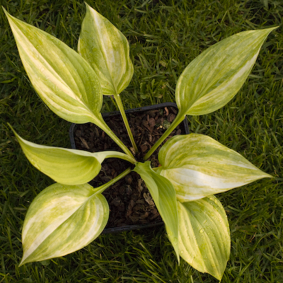 Hosta Blizzard