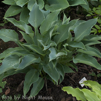 Hosta Blue Arrow