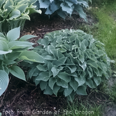 Hosta Blue Boy