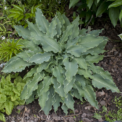 Hosta Blue Cascade