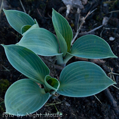 Hosta Blue Chip