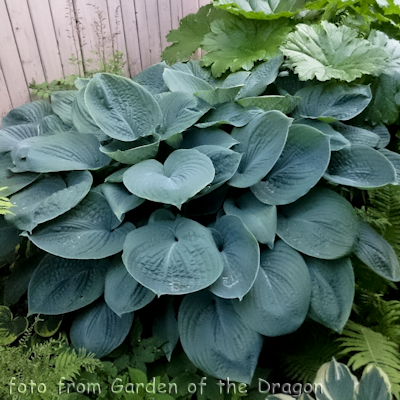 Hosta Blue Dolphin