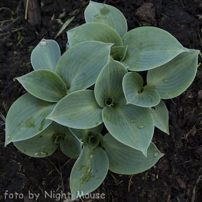 Hosta Blue Ice