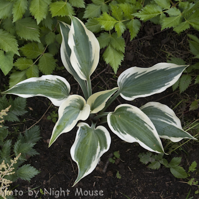 Hosta Blue Ivory