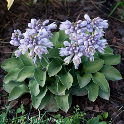 Hosta Blue Mouse Ears