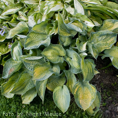 Hosta Blue Shadows