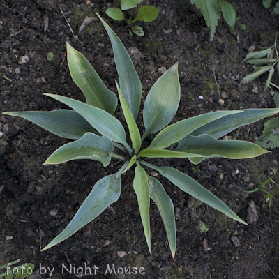 Hosta Blue Sliver