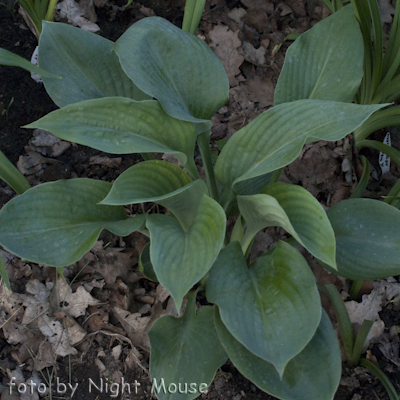 Hosta Blue Umbrellas