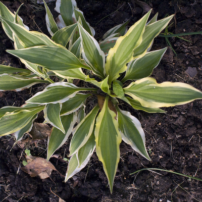 Hosta Bob Olson