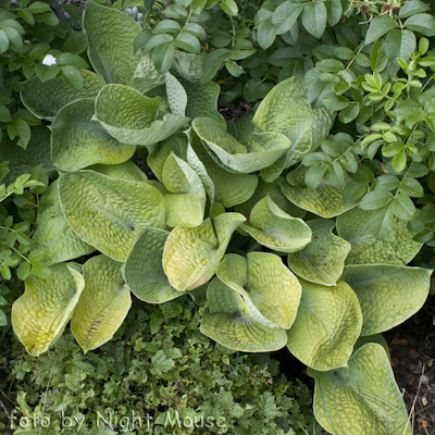 Hosta Bold And Brassy