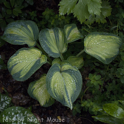 Hosta Borwick Beauty