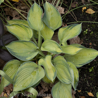 Hosta Bright Lights