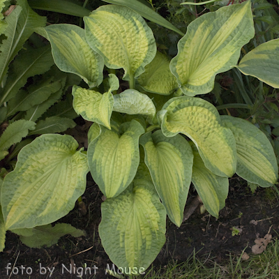 Hosta Brother Stefan