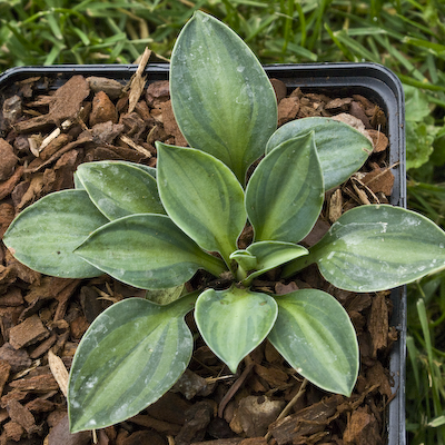 Hosta Cat And Mouse