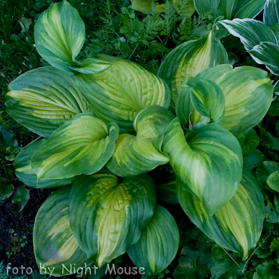 Hosta Cathedral Windows