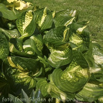 Hosta Center Of Attention