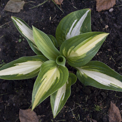 Hosta Chain Lightning