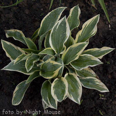 Hosta Chantilly Lace