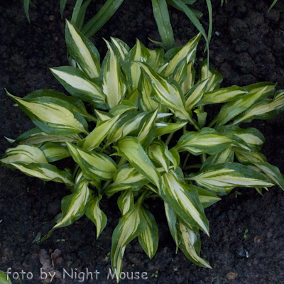 Hosta Cherry Berry