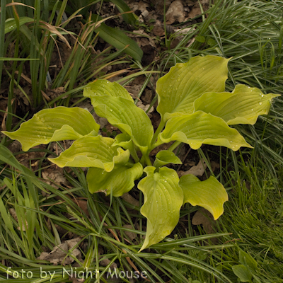 Hosta Choo Choo Train