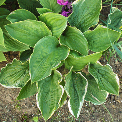 Hosta Christmas Tree