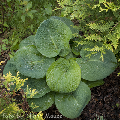 Hosta Clear Fork River Valley