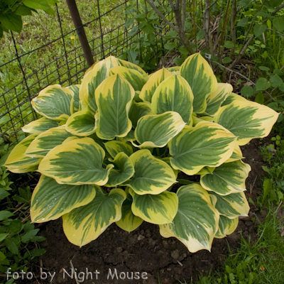 Hosta Clifford`s Forest Fire