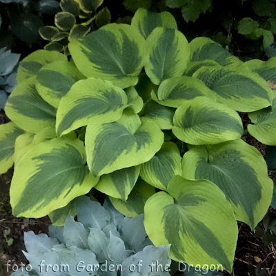 Hosta Climax