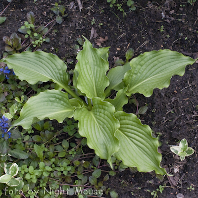 Hosta Clovelly