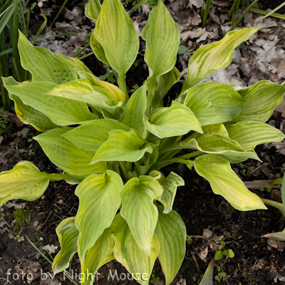 Hosta Collector`s Banner