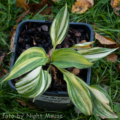 Hosta Confused Angel