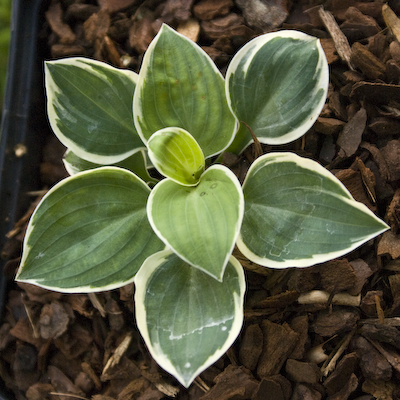 Hosta Country Mouse