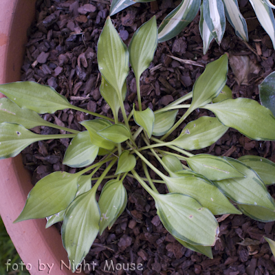 Hosta Cracker Crumbs