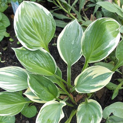 Hosta Crusader