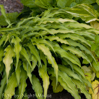 Hosta Curly Fries