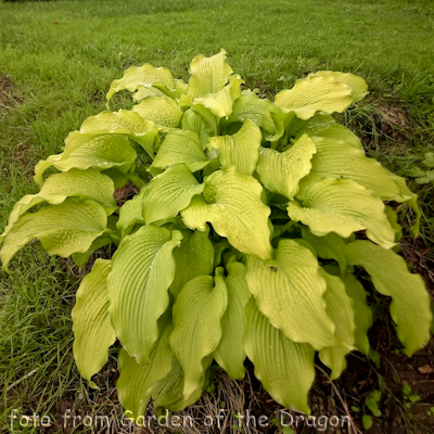 Hosta Dab a Green