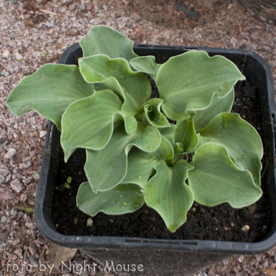 Hosta Dancing Mouse