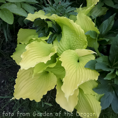 Hosta Dancing Queen