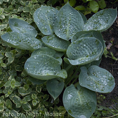 Hosta Deep Blue Sea