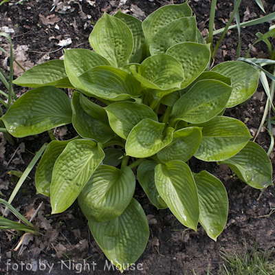 Hosta Deep Pockets